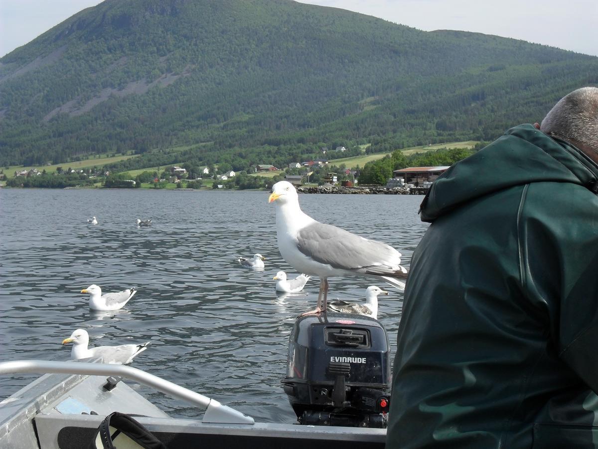 Fagervik Camping Tresfjord ภายนอก รูปภาพ
